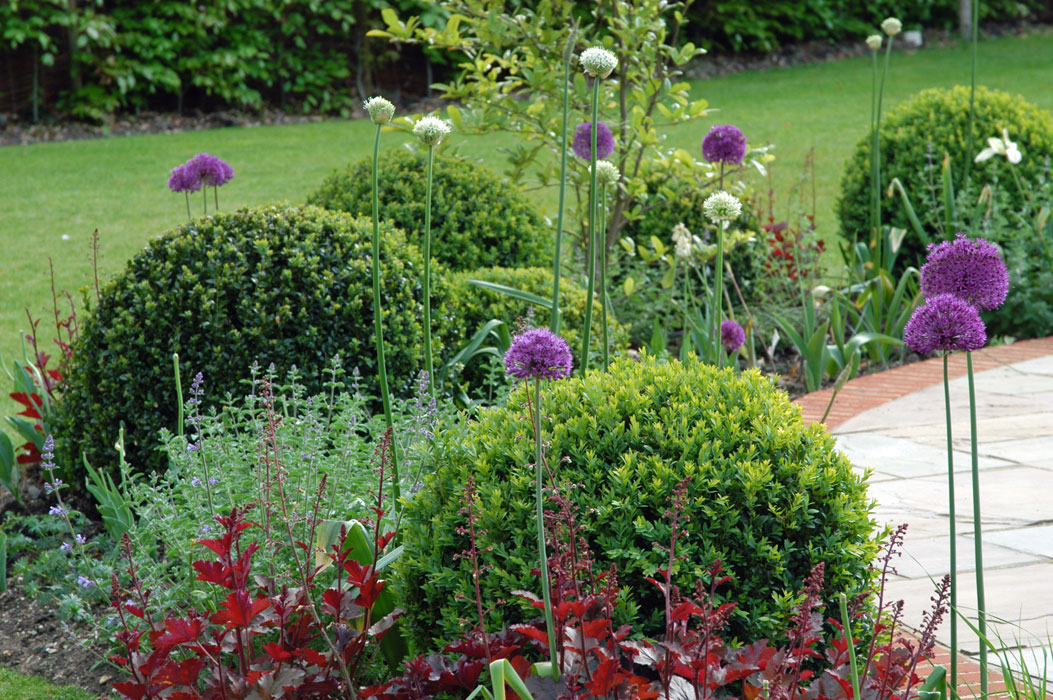 Alliums in Spring